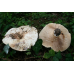 Мицелий Груздя пергаментного (Lactarius pergamenus)